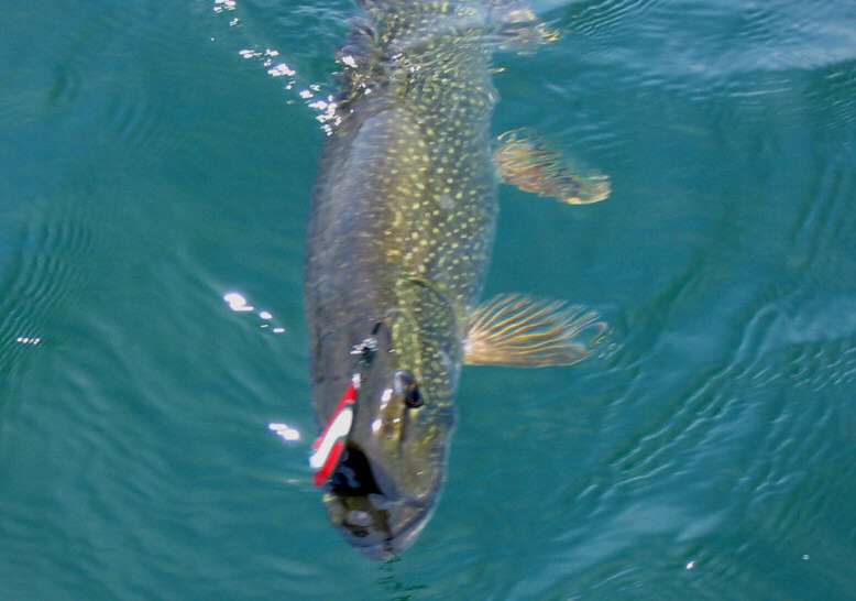 pike1.jpg