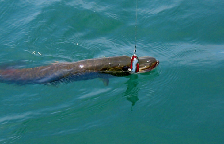 pike2.jpg